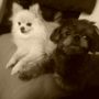 Photo of Sammels Pampered Pooch