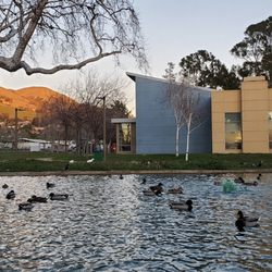 Lake/waterbirds