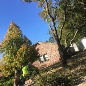 California Tree Experts - Big job. Done in 1/2 a day. - Tree Services Near Me