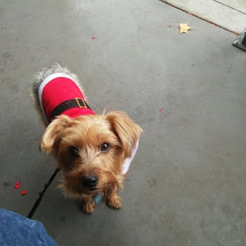 Starbucks - Puppy on the patio! - Coffee & Tea Near Me - Sacramento, California Starbucks - Puppy on the patio! - Coffee & Tea Near Me - Sacramento, California
