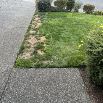 R&F Landscaping - The lawn we started with - Landscaping Near Me - Monroe, Washington