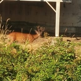 deer feeding on blackberries in the back deer feeding on blackberries in the back