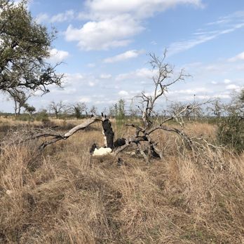 Guadalupe River State Park - Lots of controlled burning, good for new life! - Parks Near Me - Spring Branch, Texas Guadalupe River State Park - Lots of controlled burning, good for new life! - Parks Near Me - Spring Branch, Texas