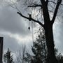 Photo of Evergreen Outdoor Tree Service & Landscape