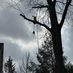 Evergreen Outdoor Tree Service & Landscape - Tree removal
