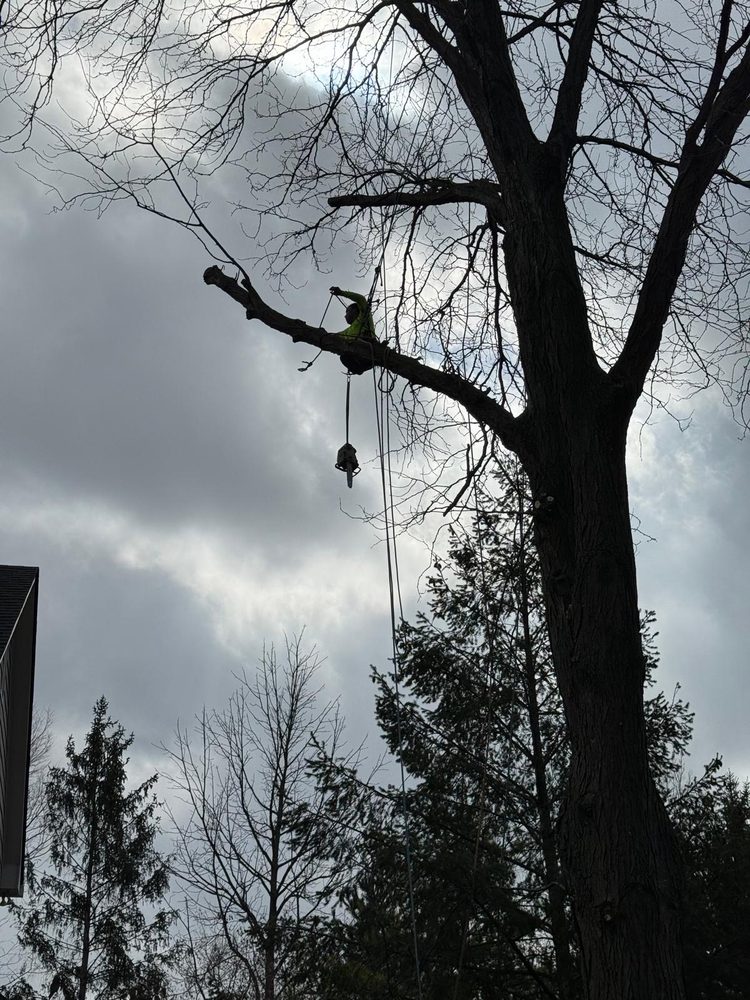 Evergreen Outdoor Tree Service & Landscape - tree service in Fishers, IN