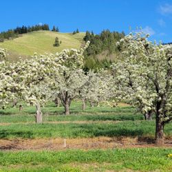 Hood River County Fruit Loop - Pear trees