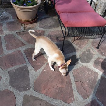Adobe and Pines Inn - Lola loved exploring the courtyard - Bed & Breakfast Near Me - Taos, New Mexico