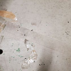 Shadelands Self Storage - Rat feces