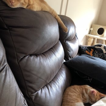 Seattle Humane - Newly adopted Oliver (previously Chet) & residential cat Flynn takin a snooze after playing - Animal Shelters Near Me - Bellevue, Washington
