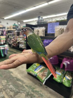 Canoga Discount Birds by null