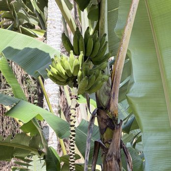 Waimea Valley - Banana Tree - Venues & Event Spaces Near Me - Haleiwa, Hawaii Waimea Valley - Banana Tree - Venues & Event Spaces Near Me - Haleiwa, Hawaii