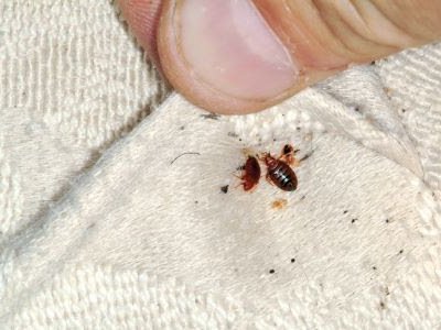 Bed Bug Services - With the possible exception of termites, no pest so greatly manifests an obvious need for professional help than the Bedbug! Homeowners and business owners often invest a lot of time and money in bedbug self-treatments with various and assorted methods (including throwing out expensive furniture and bedding pieces, and yet not resolving the infestation because it had spread already!) before throwing up their hands in frustration and contacting a professional. Remember, it is NOT a sign of weakness to get some help, and in the case of bedbugs, getting professional help is a sign of wisdom!

At Expert Pest Control, we bring many resources to bear on the bedbugs bothering your family or disrupting your business. We use a full battery of both chemical (insect growth regulators, neurotoxins, etc.) and non-chemical control methods (heat and steam, as well as mattress encasements) in our powerful assault on these little beasties! You may be asked to do some preparatory work before our visit-this will help us do the most thorough treatment for you.

Another advantage in contacting Expert Pest Control for Bedbug Elimination is that we treat the entire home, not just a room or two. This is because bedbugs migrate (move around) so easily, that an incomplete treatment will not yield the results you desire, the results you deserve. We will stop at nothing to rid your home or business of bedbugs!