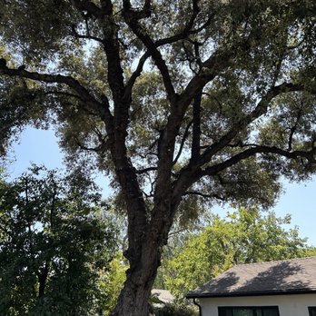 Acosta Tree Service - Trees - Tree Services Near Me Acosta Tree Service - Trees - Tree Services Near Me