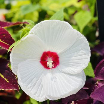 Ellis Pottery - Another blooming & beautiful hibiscus at the nursery - Home Decor Near Me - Bossier City, Louisiana Ellis Pottery - Another blooming & beautiful hibiscus at the nursery - Home Decor Near Me - Bossier City, Louisiana