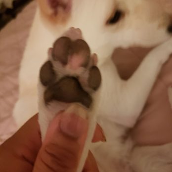 PetSmart - Her left hind paw - Pet Stores Near Me - Fairfax, Virginia PetSmart - Her left hind paw - Pet Stores Near Me - Fairfax, Virginia