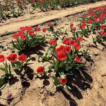 Texas-Tulips - Nurseries & Gardening Near Me - Pilot Point, Texas