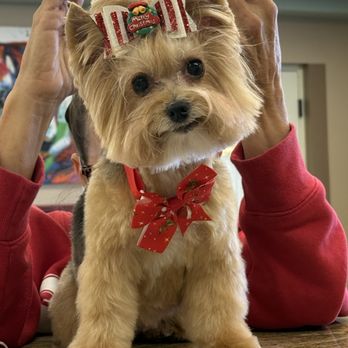 Nikki's Pet Spa - Paisley ready for her pictures with Santa! - Pet Groomers Near Me - Norco, California