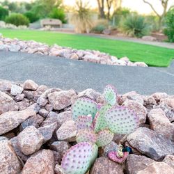 Acacia Demonstration Gardens