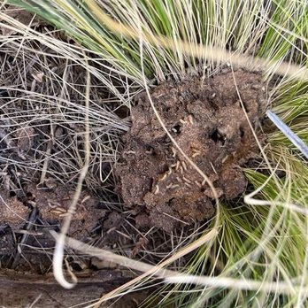 Integrity Pest and Termite - Pest Control Near Me - El Paso, Texas Integrity Pest and Termite - Pest Control Near Me - El Paso, Texas
