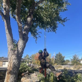 Passion Built - Tree Services Near Me