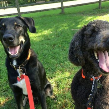 Dog Scouts Walking - Lewis and Lola - Dog Walkers Near Me