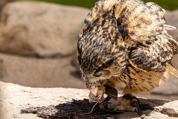 San Diego Zoo by null