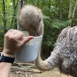 Briarwood Ranch Safari Park - Have to feed the ostrich from the bucket