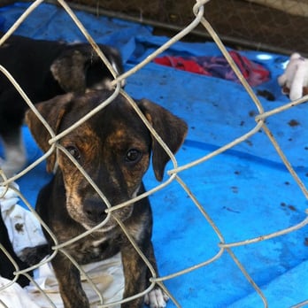 Santa Cruz SPCA - Animal Shelters Near Me - Santa Cruz, California Santa Cruz SPCA - Animal Shelters Near Me - Santa Cruz, California