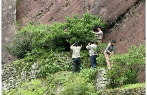 Postcard Teas by null