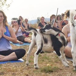 Goat Yoga - Goat Yoga