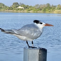 Burt Aaronson South County Regional Park - This morning's company