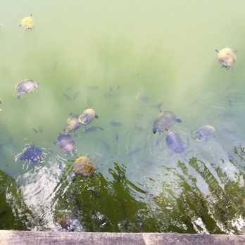 Silver Dolphin - Turtles in the back patio - American Near Me - Hernando Beach, Florida