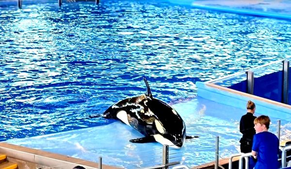SeaWorld San Antonio by null
