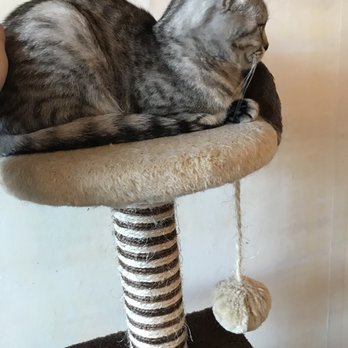 Catpawcino - Cafes Near Me - Newcastle, XTW