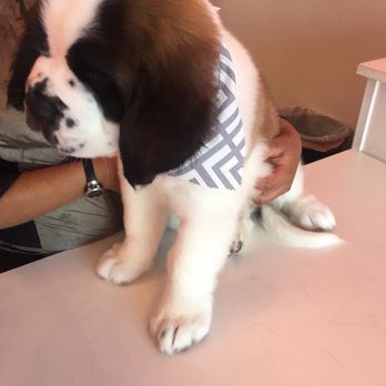 Dog Styling Boutique - Pet Groomers Near Me - Glendora, California