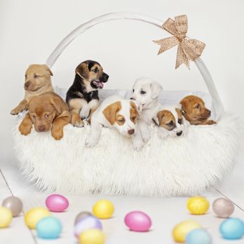Anna Clevenger Photography - animals - Session Photography Near Me - Encinitas, California Anna Clevenger Photography - animals - Session Photography Near Me - Encinitas, California
