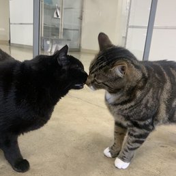 My sweet Whiskey on the right My sweet Whiskey on the right