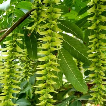 Berylwood Tree Farm - Pterocarya Stenoptera, Chinese Wingnut - Nurseries & Gardening Near Me - Somis, California Berylwood Tree Farm - Pterocarya Stenoptera, Chinese Wingnut - Nurseries & Gardening Near Me - Somis, California