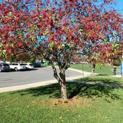 Sargent Elementary School - Near the parking lot, another beautiful red berry tree.