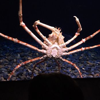Oceanário de Lisboa - Aquariums Near Me - Lisbon, 11 Oceanário de Lisboa - Aquariums Near Me - Lisbon, 11