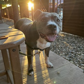 Cove Mesa Vineyard - Tasting Room - Dog friendly patio!! Bubba loved the dog treats - Wine Tasting Room Near Me - Cornville, Arizona