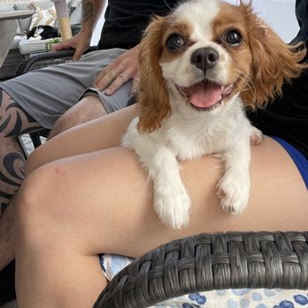 World Class Cavaliers - Pet Breeders Near Me - Miami, Florida