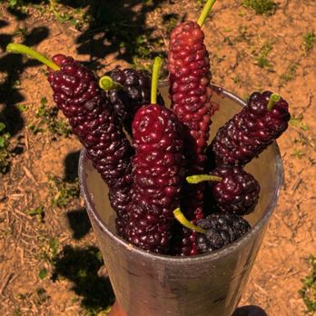 Very Mulberry - Pick Your Own Farms Near Me - Brentwood, California Very Mulberry - Pick Your Own Farms Near Me - Brentwood, California