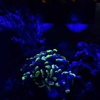 Golden State Corals - Local Fish Stores Near Me - Reseda, California
