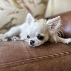 Tieton Drive Animal Clinic - Lala