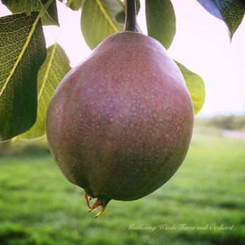 Gathering Winds Farm & Orchard - Pear trees produce for a short window of time mid September - Farmers Market Near Me - Poland, Maine Gathering Winds Farm & Orchard - Pear trees produce for a short window of time mid September - Farmers Market Near Me - Poland, Maine