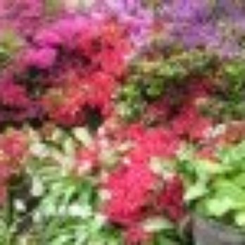 Powerscourt Gardens & House - Parks Near Me - Enniskerry, WW Powerscourt Gardens & House - Parks Near Me - Enniskerry, WW