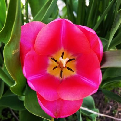 Rosemary & Pepper Flower Co by null