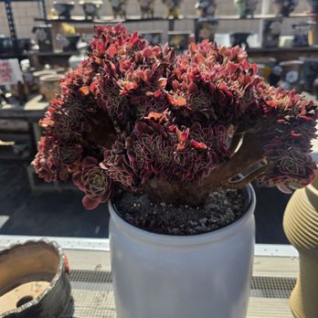 Shuna’s Succulent House - Nurseries & Gardening Near Me - Chino, California